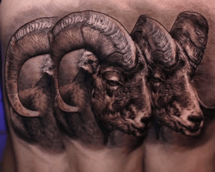 Long Horn Ram Portrait