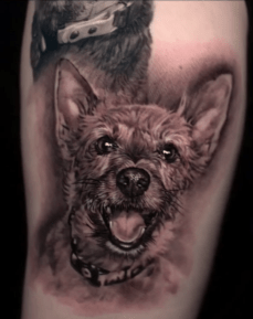 Dog Pet Portrait