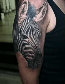 Zebra Portrait