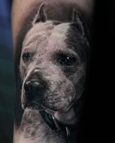 Bully Breed Portrait, Dog Portrait Tattoo, Cesar Perez, Black and Grey Realism