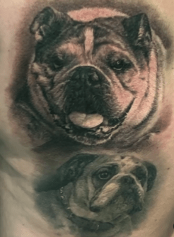 Bulldog Pet Portrait