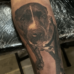 Pet Portrait
