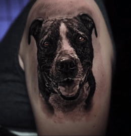Pet Portrait