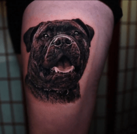 Bull Mastiff Portrait