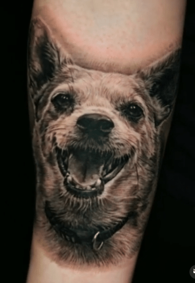 Chihuahua Pet Portrait