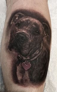 Pitbull Pet Portrait