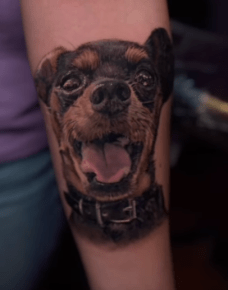 Cesar Color Pet Portrait