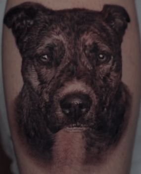Cesar black and grey pet portrait pit mix