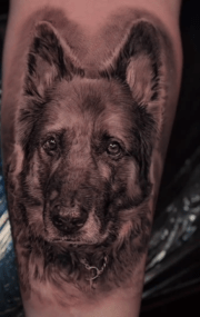 Csar black and grey german shep dec 2024