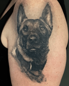 German Shepard Pet Portrait