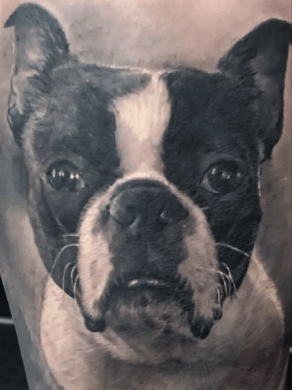 Boston Terrier Pet Portrait