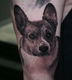 Corgi Pet Portrait