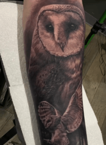 Barn Owl Portrait