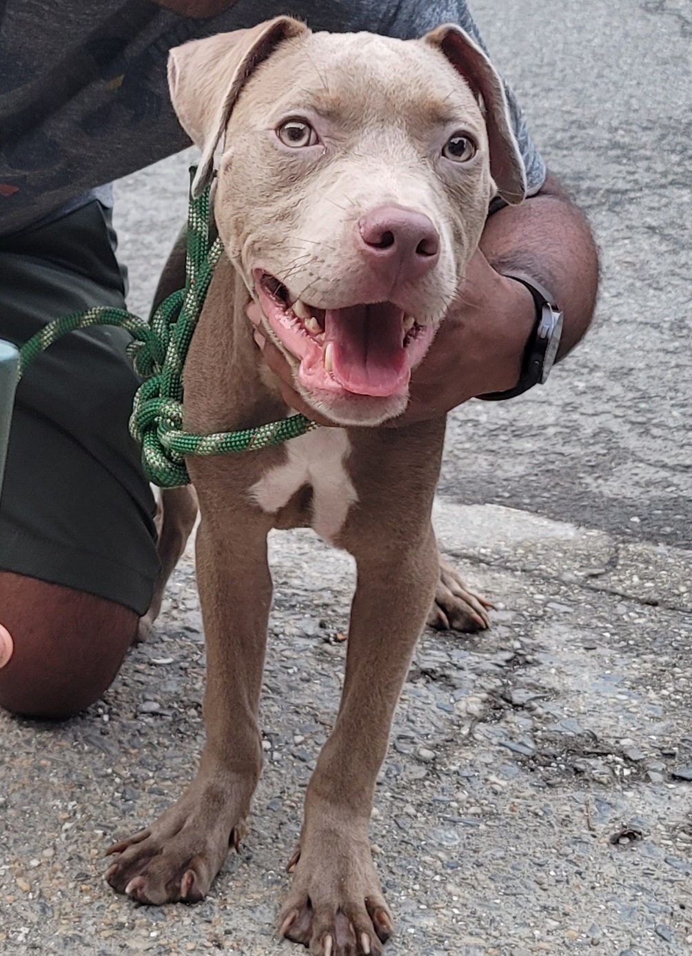 Help Apollo Find A Home