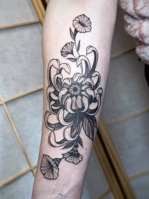 Chrysanthemum