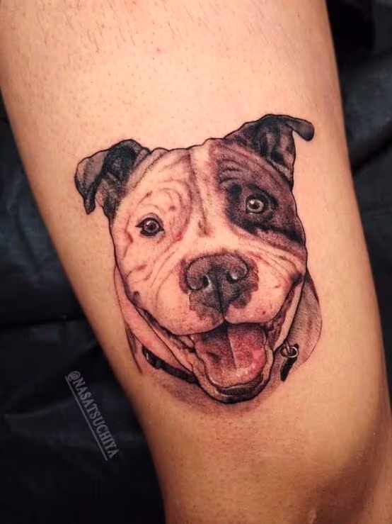 Pitbull
