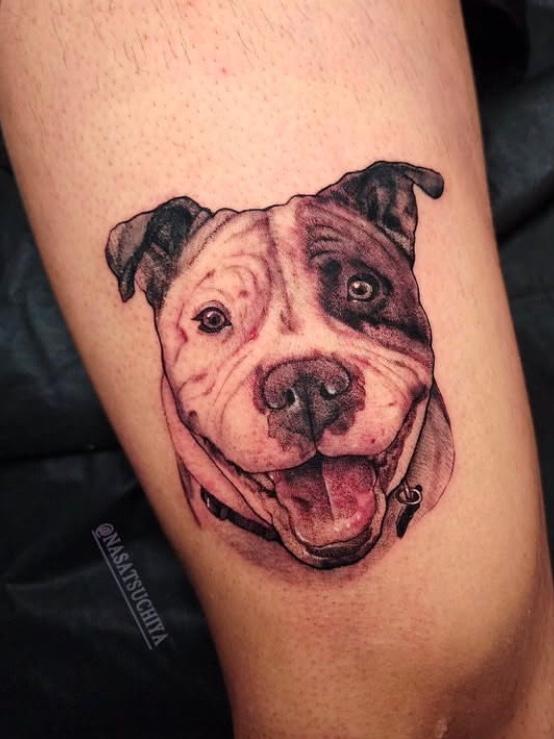 Pitbull