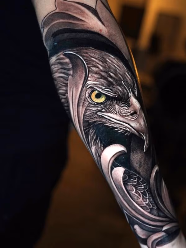 Bald Eagle