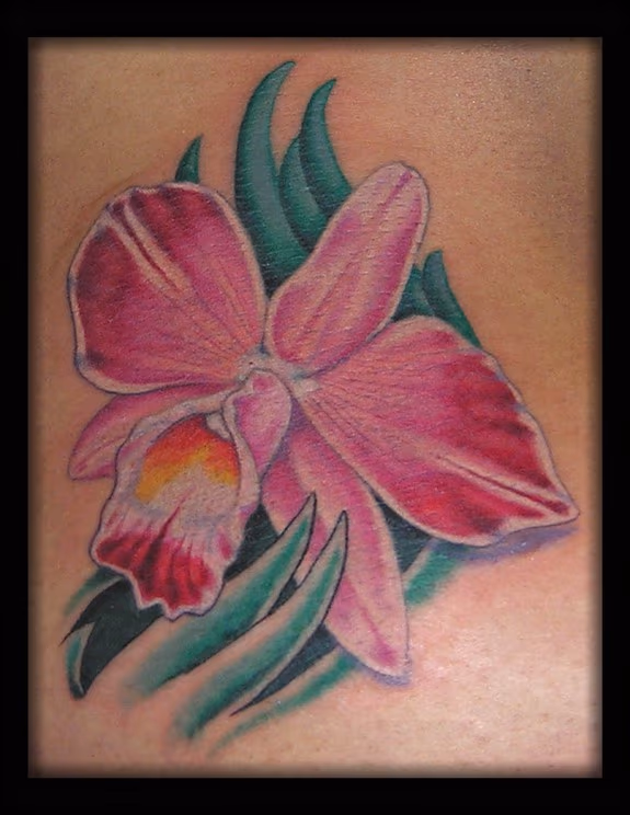 Cattleya Orchid