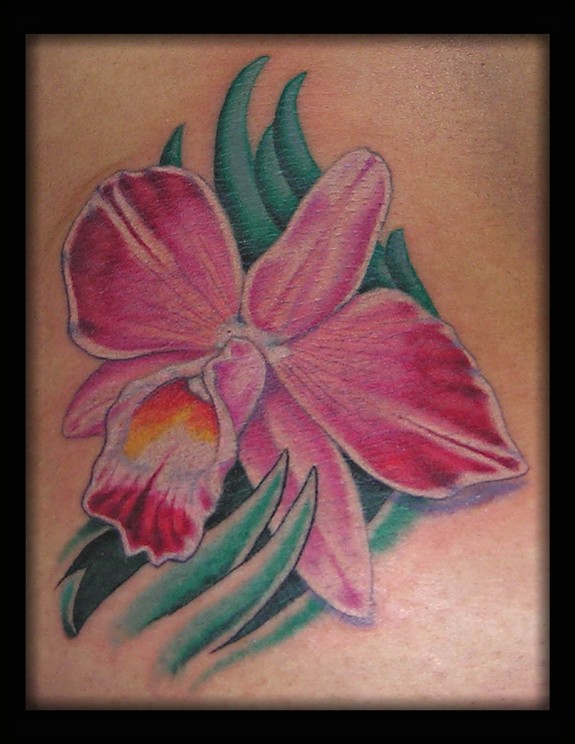 Cattleya Orchid