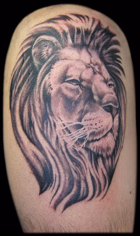 Black and Grey Lion