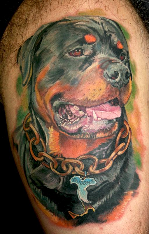 Rottweiler portrait