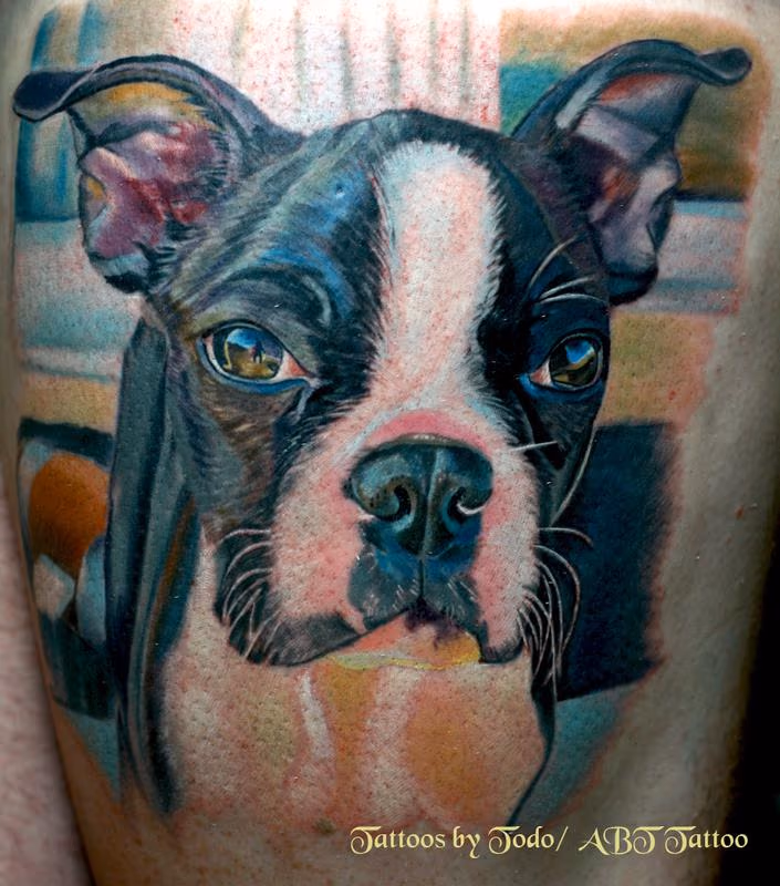 Boston Terrior Portrait