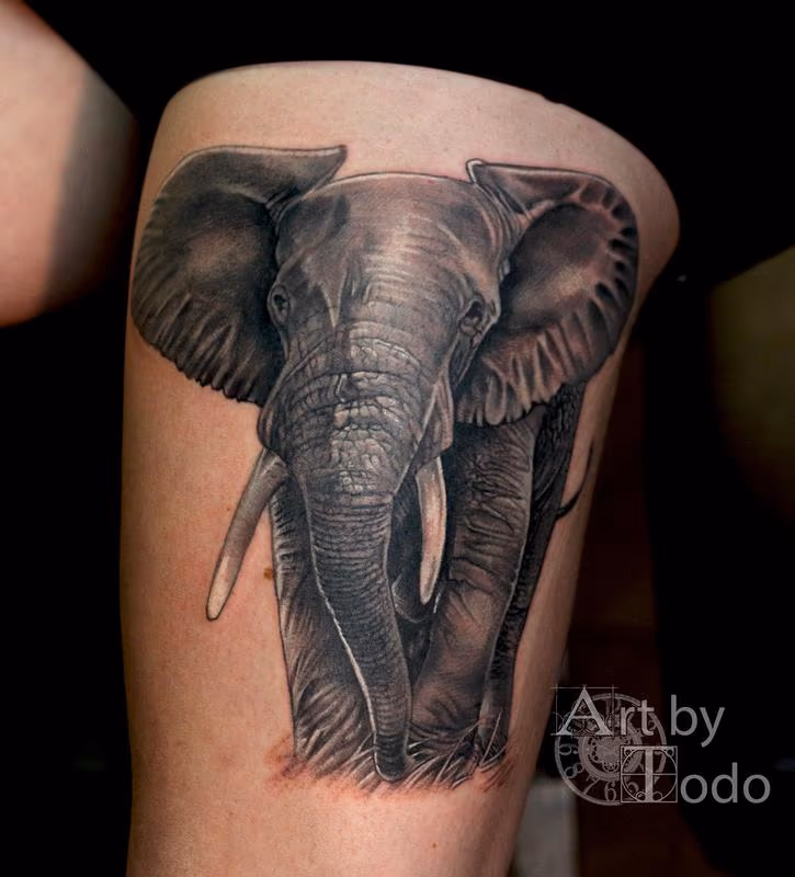African Elephant