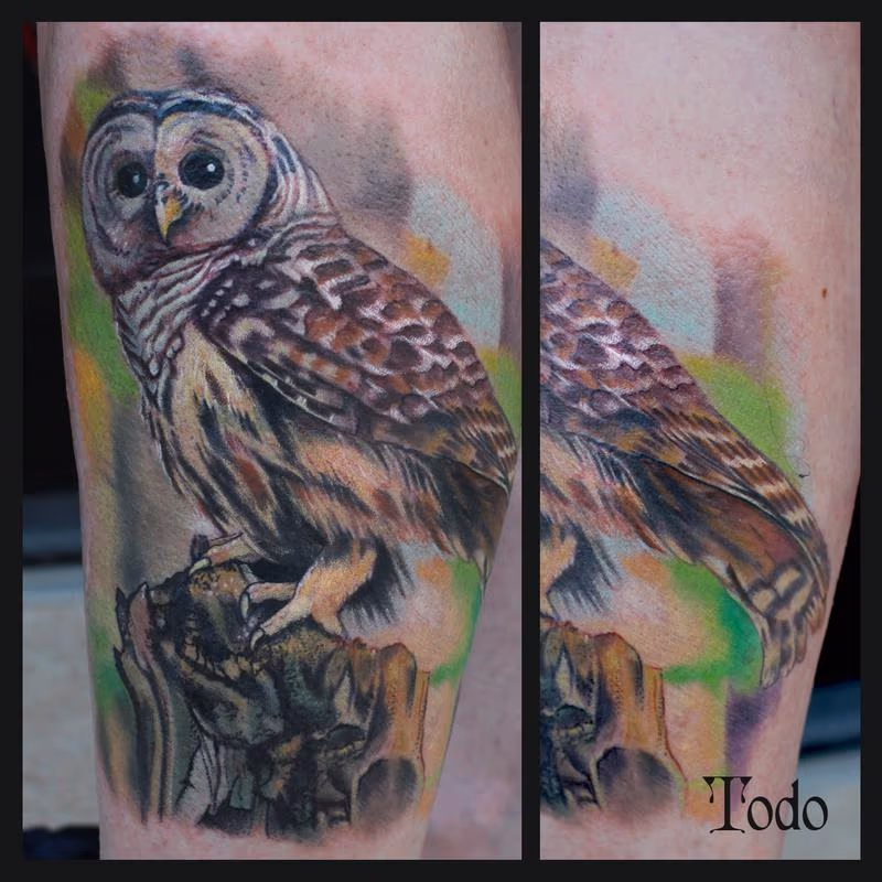 Barred Owl