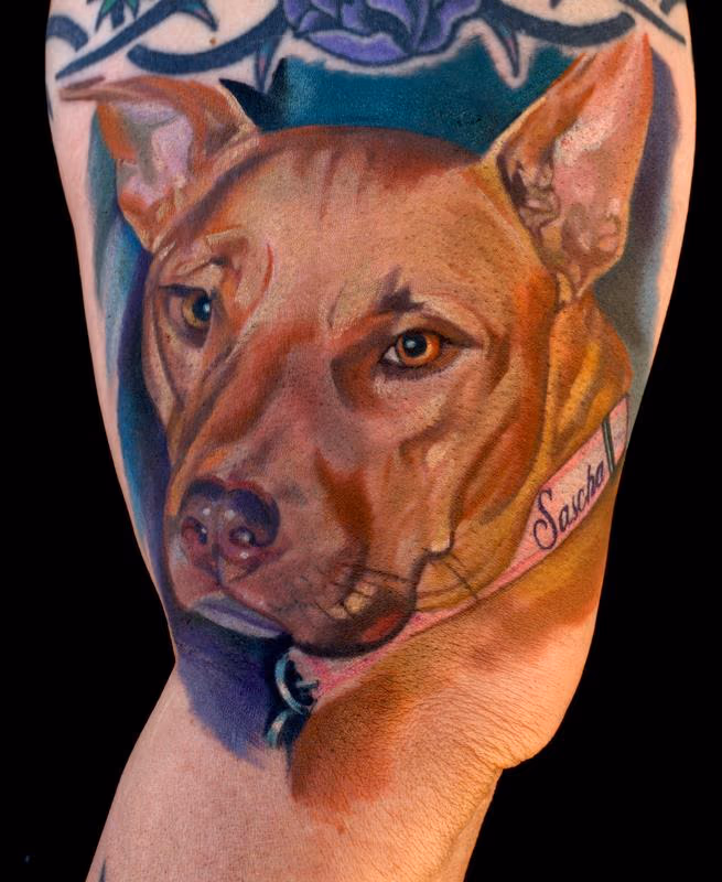 PitBull Portrait