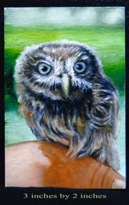 Pint Size owl