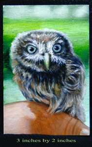 Pint Size owl