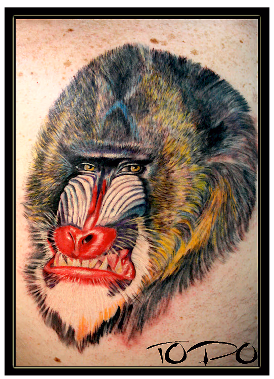 Baboon