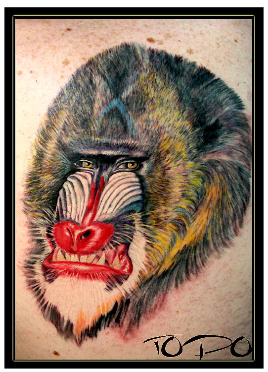 Baboon