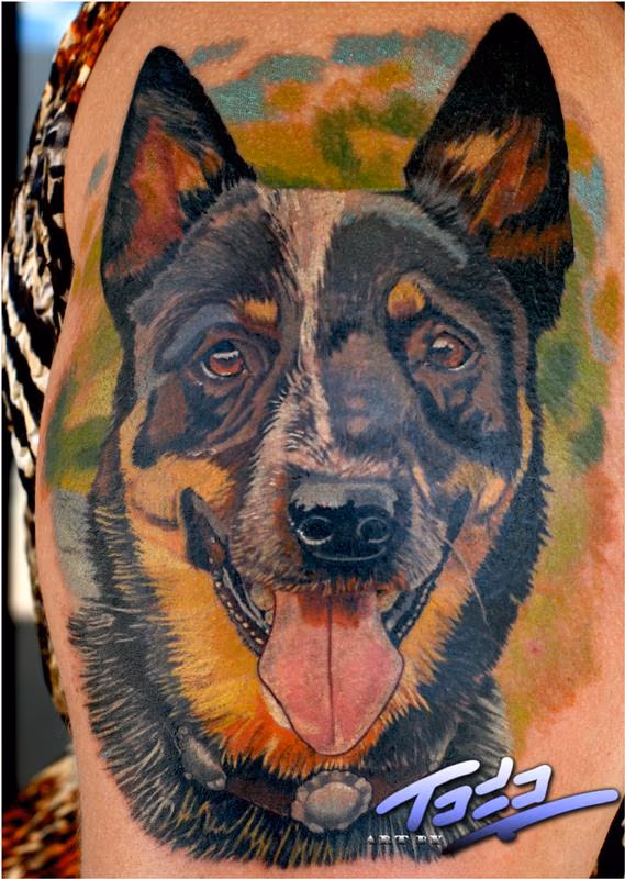 Blue Healer portrait