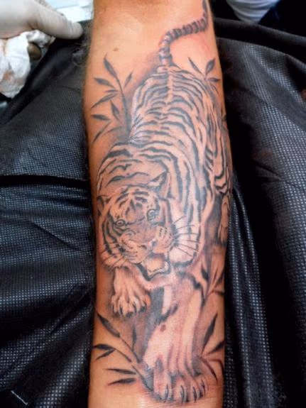 tiger