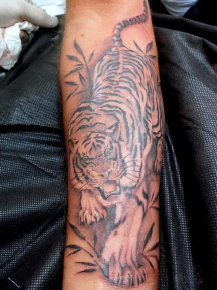 tiger