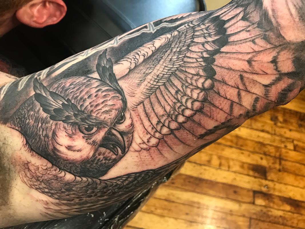 Black and grey owl