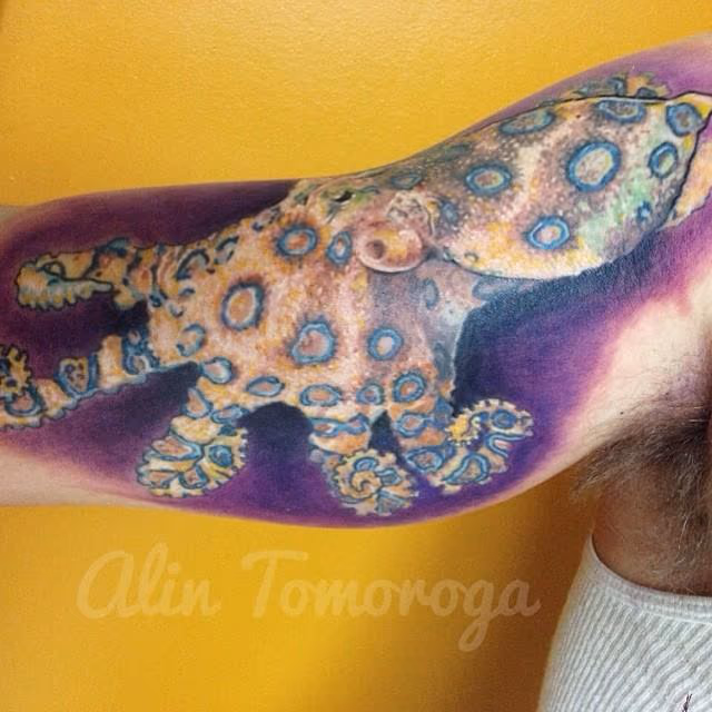Greater Blue Ring Octopus