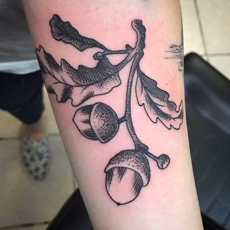 Acorn