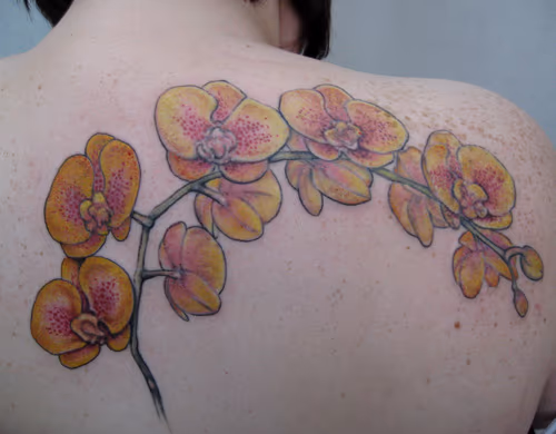 yellow orchids
