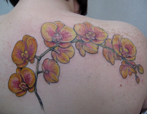 yellow orchids