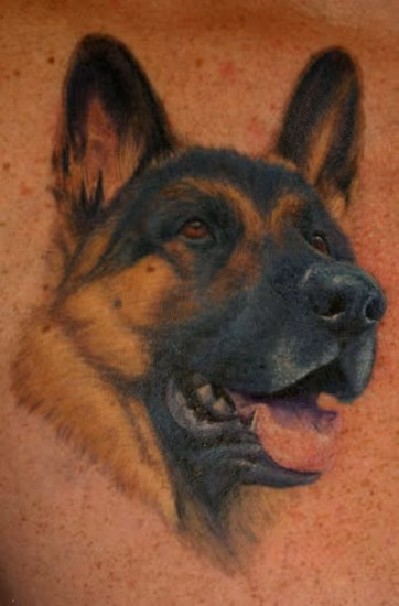 German Shepherd