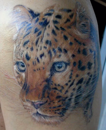 Chinese Cat