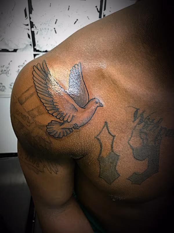 Black and grey dove