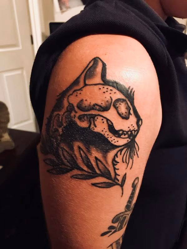 cat skull