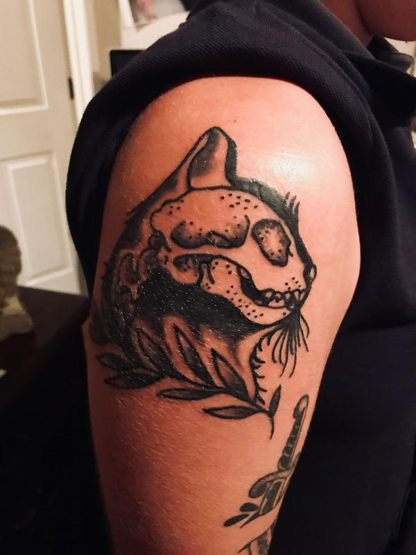 cat skull