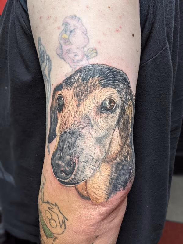 Dog portrait