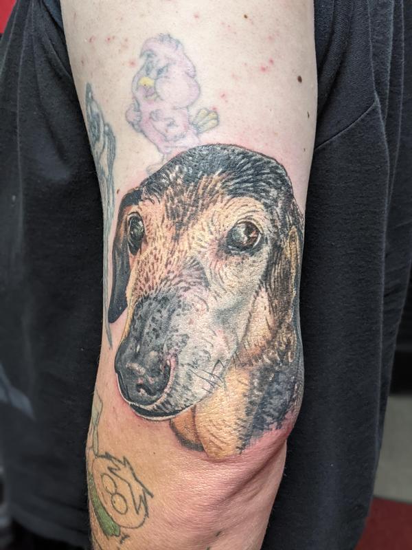 Dog portrait