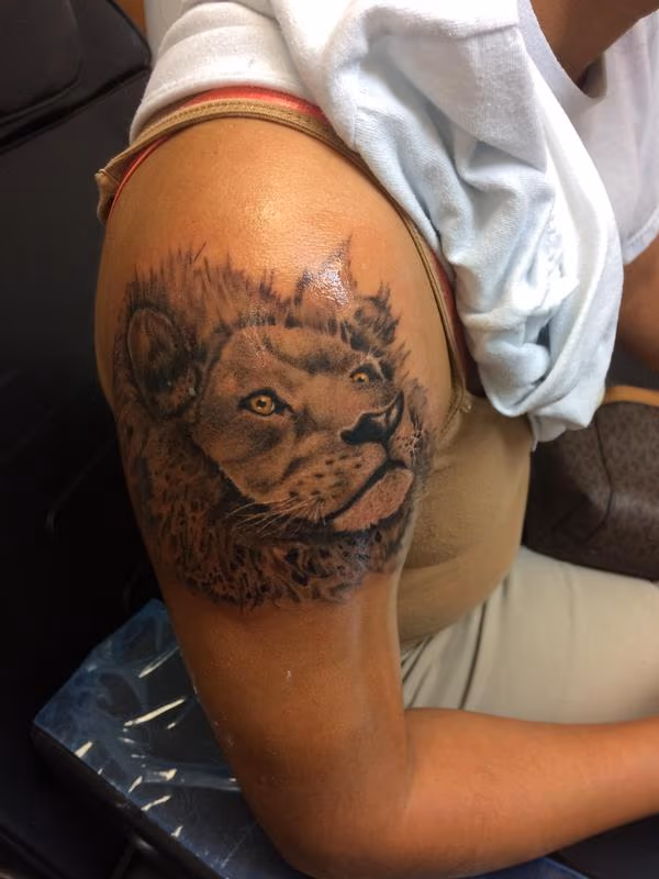 Black and grey lion